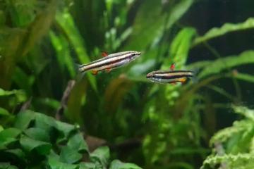 3 poisson crayon nain (Nannostomus Marginatus)