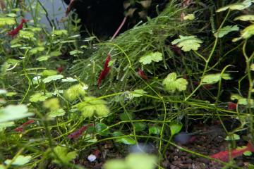 Crevettes Neocaridina davidi Sakura (lot de 15)