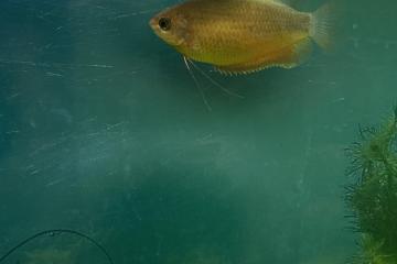 Gouramis miel