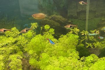 Rasboras arlequin