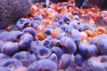 Escargot planorbes aquarium