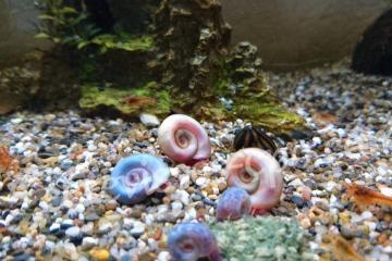 Escargot planorbes aquarium
