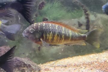 Lot complet de Cichlidés Tanganyika / Malawi adultes – Tropheus Ikola, Duboisi, Aulonocara