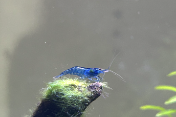 Crevettes blue velvet