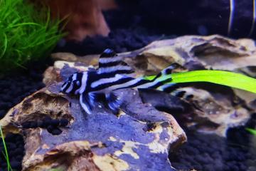 Hypancistrus zebra