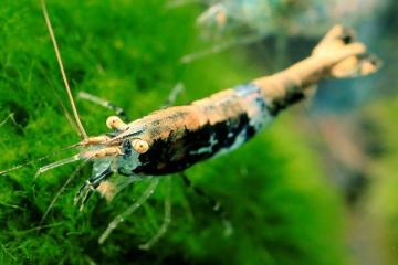 Crevettes Gold back