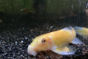 Beaucoup de poissons disponibles