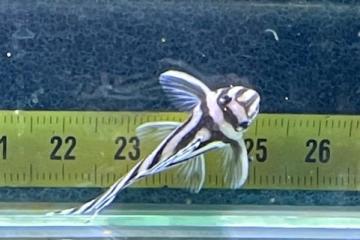 hypancistrus zebra