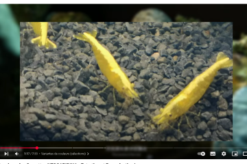Neocaridina Yellow Neon