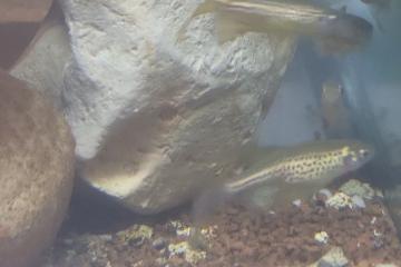 5 danios voile