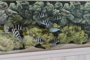 Cyphotilapia frontosa