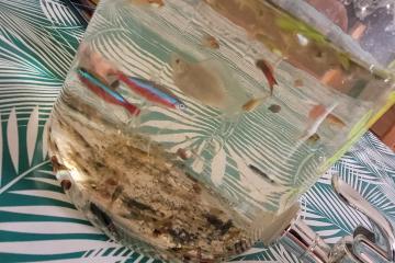 Poisson eau douce