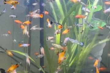 Guppy / Platy