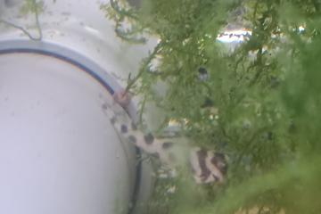 Hypancistrus L 201 et L 236