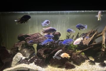 Cichlides de malawi