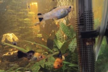 Vend ou échange contre crevettes/escargots mangeur d algues