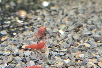 Crevettes Red Sakura