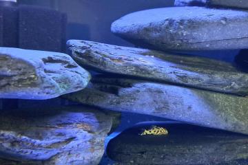 Hypancistrus l236 sw ou sy