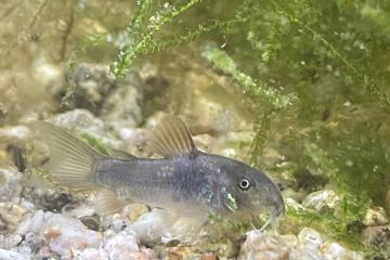 Corydoras aeneus