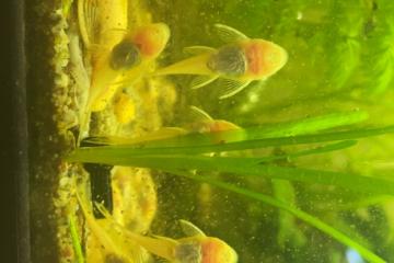 Ancistrus gold