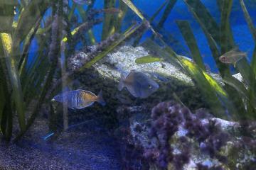 Je fait dons de mes poissons