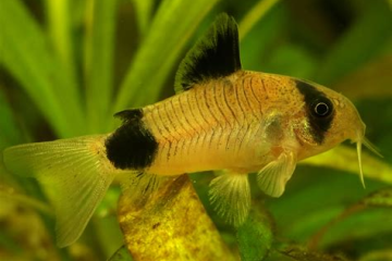 Corydoras Panda