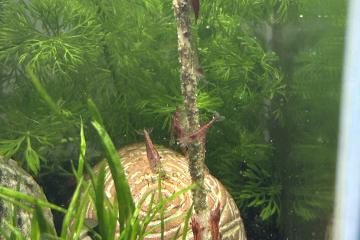 Crevettes red Cherry