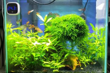 Nano aquarium 30 litres