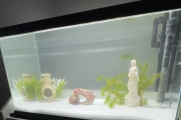 Aquarium/Accessoires/Poisson