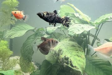 Poissons d’aquarium