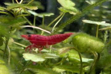 Crevettes Neocaridina davidi Fire Red(lot de 15)