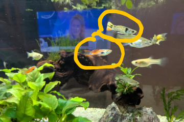 Guppy Endler mâle