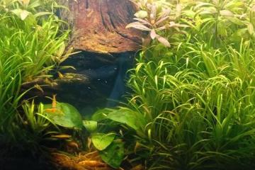 Vends crevettes Néocaridina Yellow