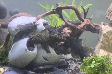 Ancistrus adultes et juvéniles