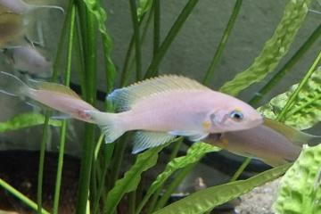 Lamprologus daffodil