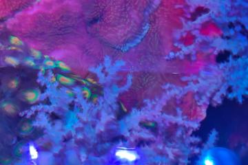 Aquarium eau de mer complet