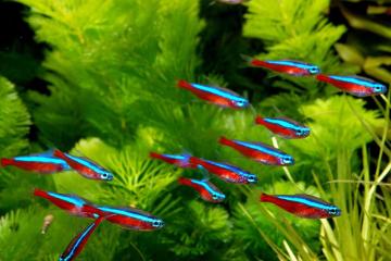 5 NEON CARDINALIS et 1 TETRA AMANDE