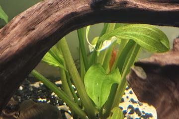 Jeunes ancistrus poissons de fond