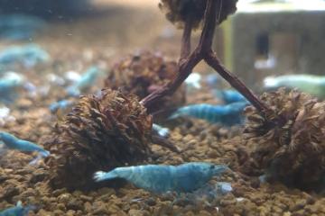 Caridina cantonensis