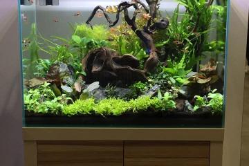 Aquarium fluval fresh f60 + meuble
