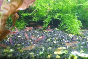 Crevettes red cherry