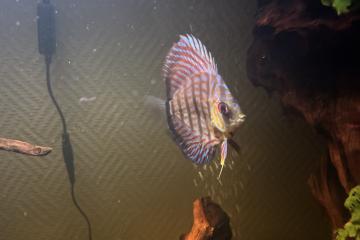 Poisson Discus