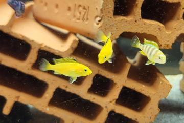 Cichlidés malawi mbuna