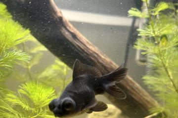 Comète / Télescope