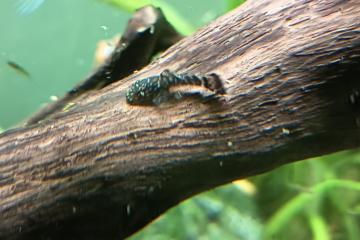 Ancistrus et Ancistrus Gold