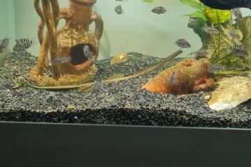 Alevins cichlidés zèbres