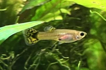 Guppy (Alevins, Jeunes et Adultes, Mâles / Femelles)