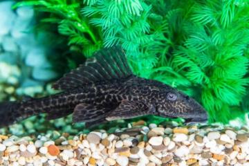 Pleco Commun - Hypostomus Plecostomus - 20 cm