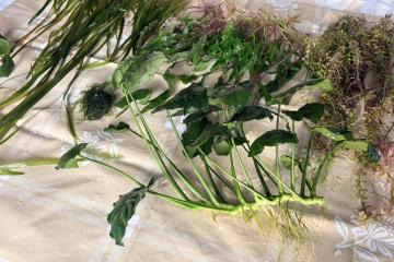 Plantes : Rotala Red, Anubia Nana, Cryptocoryne Wendtii, Valisneria, Mousse de Java