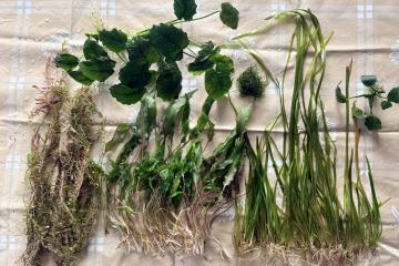 Plantes : Rotala Red, Cryptocoryne Wendtii, Valisneria